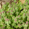Henbit, Red (Lamium purpureum), packet of 100 seeds, organic - Image 2