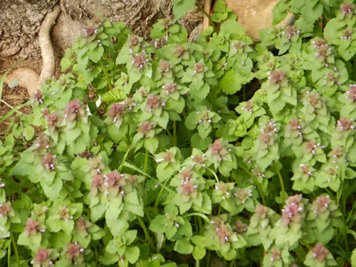 Henbit, Red (Lamium purpureum), packet of 100 seeds, organic - Image 2