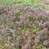 Henbit, Red (Lamium purpureum), packet of 100 seeds, organic