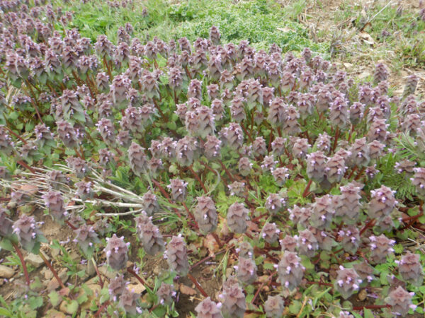 Henbit, Red (Lamium purpureum), packet of 100 seeds, organic