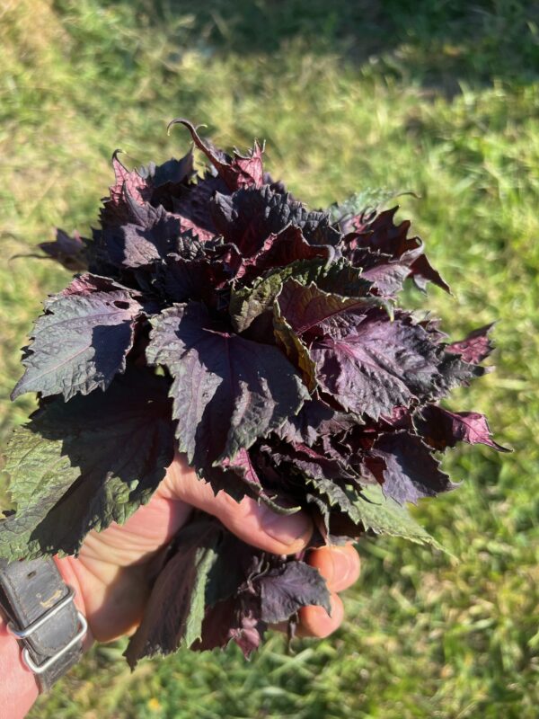 Shiso, Purple (Perilla frutescens) seeds, organic - Image 9