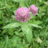 Clover, Red (Trifolium pratense) seed, organic - Image 3