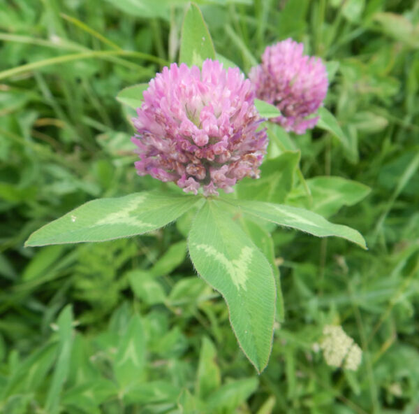 Clover, Red (Trifolium pratense) seed, inoculated, organic - Image 3