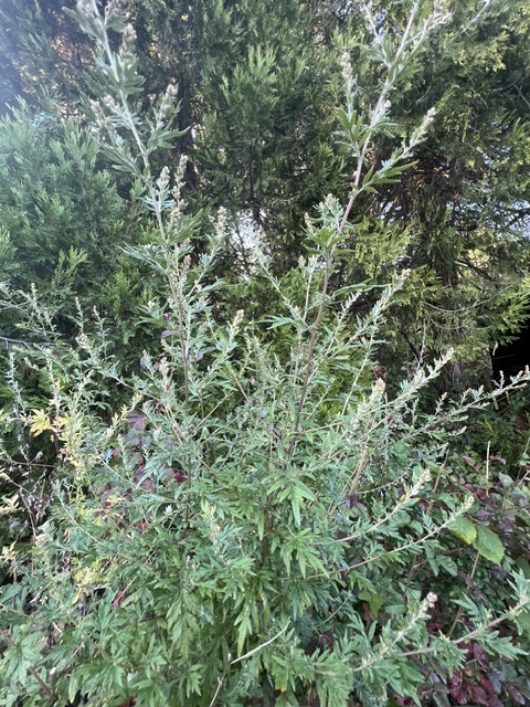 Wormwood, Redstem (Artemisia scoparia), packet of 50 seeds
