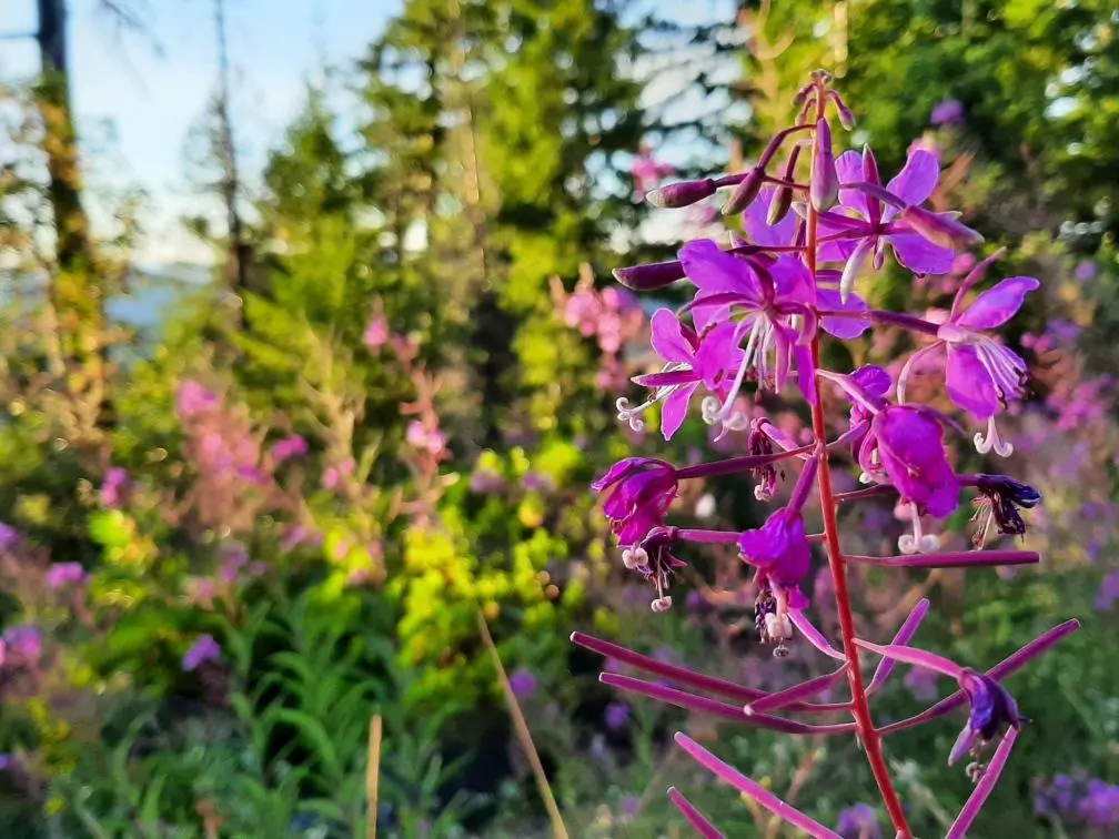 Fireweed (Epilobium angustifolium) seeds