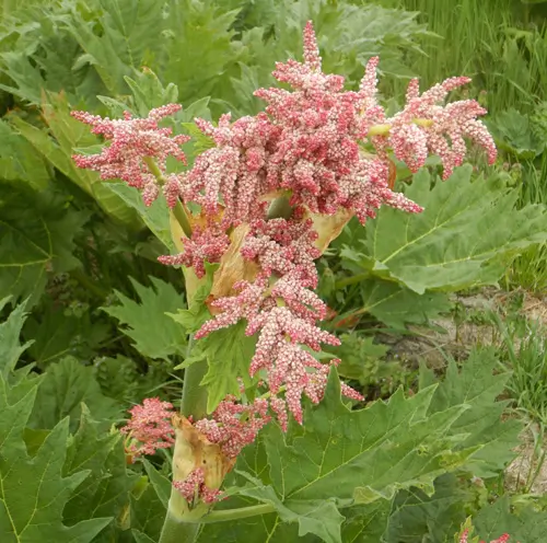 Rhubarb, Turkey (Rheum palmatum tanguticum), packet of 10 seeds - Image 2