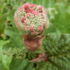 Rhubarb, Himalayan (Rheum emodii), packet of 10 seeds - Image 4
