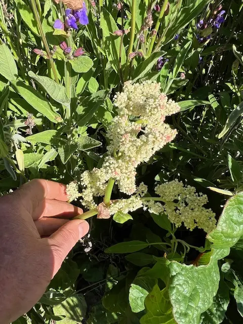 Rhubarb, Himalayan (Rheum emodii), packet of 10 seeds - Image 6