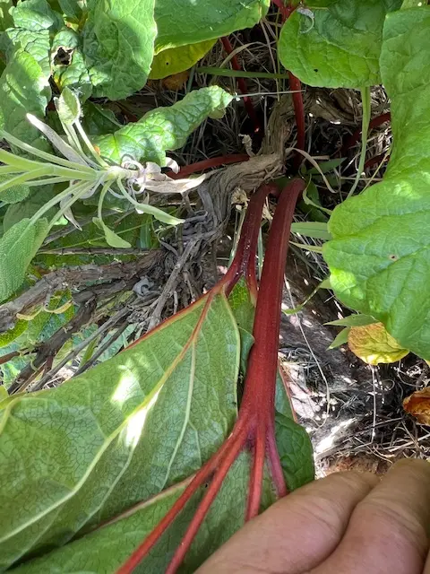 Rhubarb, Himalayan (Rheum emodii), packet of 10 seeds - Image 5