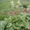 Rhubarb, Officinale (Rheum officinale), packet of 30 seeds, Organic