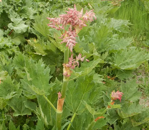 Rhubarb, Turkey (Rheum palmatum tanguticum), packet of 10 seeds - Image 6