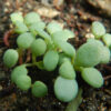 Rhodiola (Rhodiola rosea), packet of 100 seeds - Image 4