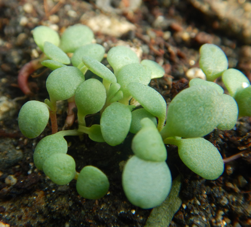 30 Roseroot Sedum Rhodiola Rosea SeedsMedicinal Perennial Ground Cover 