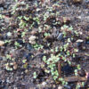 Rhodiola (Rhodiola rosea), packet of 100 seeds - Image 3