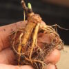 Rhodiola (Rhodiola rosea), packet of 100 seeds - Image 2