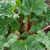 Rhubarb, Garden, Glaskins Perpetual (Rheum rhabarbarum) seeds, organic - Image 2