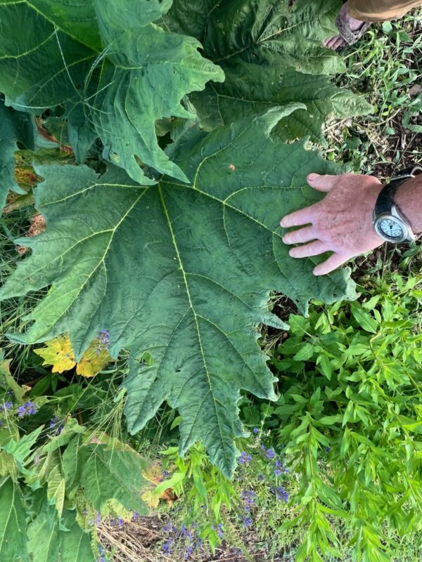 Rhubarb, Turkey (Rheum palmatum tanguticum), packet of 10 seeds - Image 5