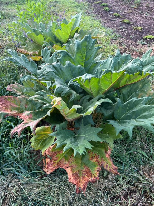 Rhubarb, Turkey (Rheum palmatum tanguticum), packet of 10 seeds