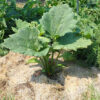 Rhubarb, Officinale (Rheum officinale), packet of 30 seeds, Organic - Image 2