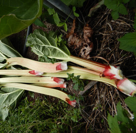 Rhubarb, Garden, Victoria (Rheum rhabarbarum), packet of 50 seeds, organic