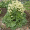 Rhubarb, Garden, Glaskins Perpetual (Rheum rhabarbarum) seeds, organic