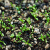 Chamomile, Roman (Chamaemelum nobile) seeds, organic - Image 8