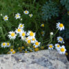 Chamomile, Roman (Chamaemelum nobile) seeds, organic