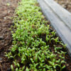 Chamomile, Roman (Chamaemelum nobile) seeds, organic - Image 2