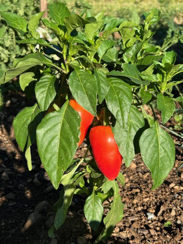 Pepper, Romanian Sweet (Capsicum annuum), packet of 20 seeds, organic