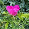 Rose, Rugosa (Rosa rugosa) potted bush, organic - Image 4