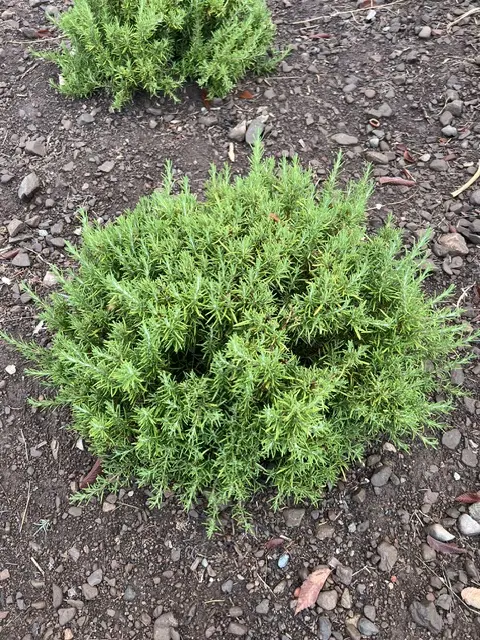 Rosemary, Upright (Rosmarinus officinalis) potted plant, organic - Image 4