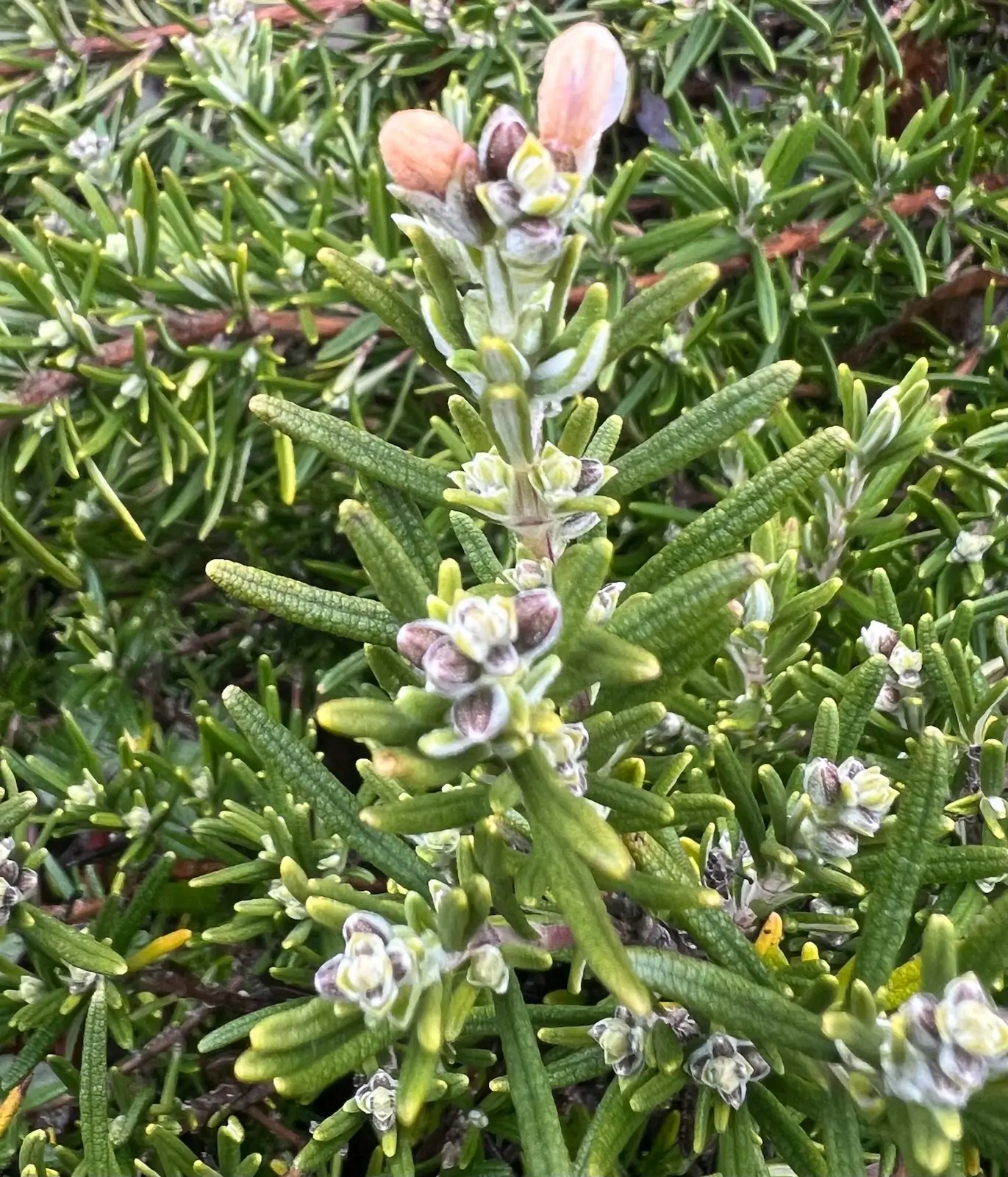 Rosemary, Upright (Rosmarinus officinalis), packet of 30 seeds, organic - Image 4