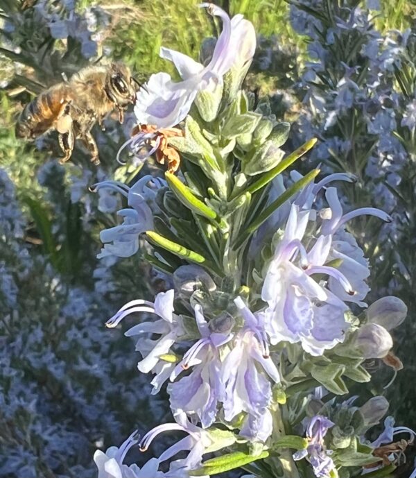 Rosemary, Upright (Rosmarinus officinalis), packet of 30 seeds, organic - Image 5