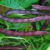 Kidz Vegetable Garden, 7 packs of kid-friendly open-pollinated vegetable seeds, organic - Image 3