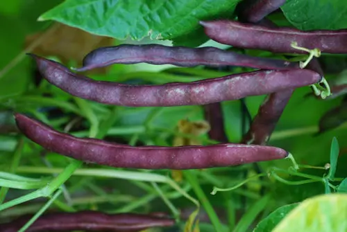 Kidz Vegetable Garden, 7 packs of kid-friendly open-pollinated vegetable seeds, organic - Image 3