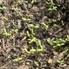 Rupturewort (Herniaria glabra), packet of 100 seeds - Image 3