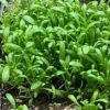 Rupturewort (Herniaria glabra), packet of 100 seeds - Image 4