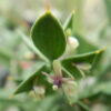 Butcher's Broom (Ruscus aculeatus), packet of 5 seeds - Image 3