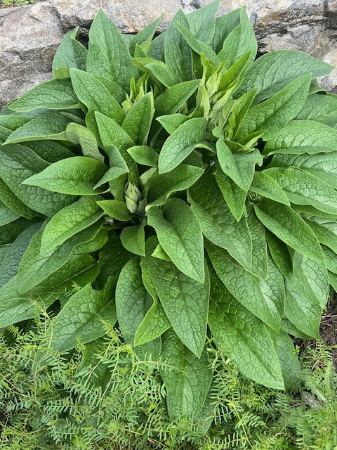 Comfrey, Russian Root Crown Cutting (Bocking 14 Cultivar), organic