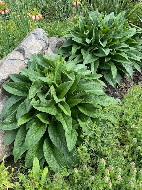 Comfrey, Russian Root Crown Cutting (Bocking 14 Cultivar), organic - Image 13