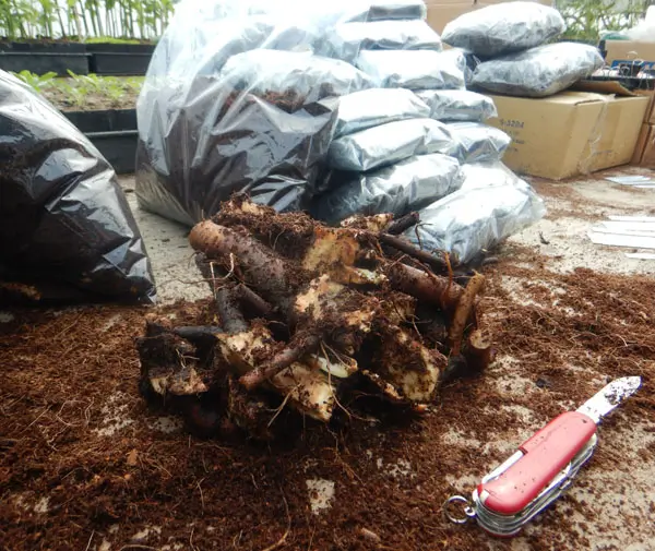 Comfrey, Russian Root Crown Cutting (Bocking 14 Cultivar), organic - Image 14