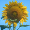 Sunflower, Russian Mammoth (Helianthus annuus) seeds, organic