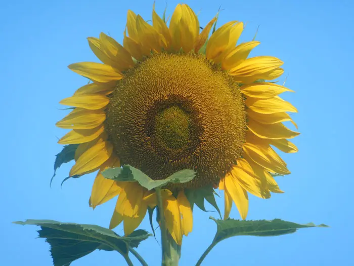 Sunflower, Russian Mammoth (Helianthus annuus) seeds, organic