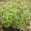 Tarragon, Russian (Artemisia dracunculoide), packet of 100 seeds, organic