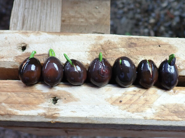 Lotus, Sacred (Nelumbo nucifera) seeds - Image 3