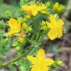 Saint John's Wort (Hypericum perforatum) potted plant [CA, CO, MT, SD, WA no]