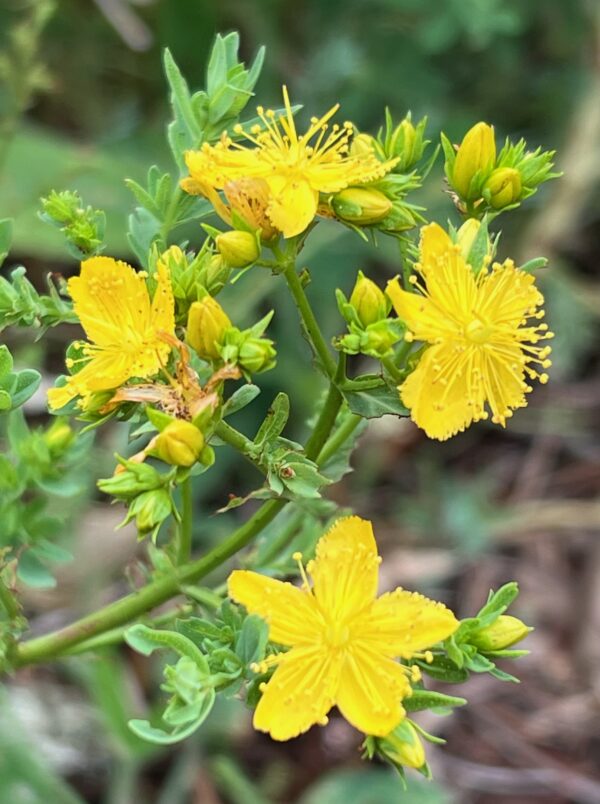 Saint John's Wort (Hypericum perforatum) potted plant [CA, CO, MT, SD, WA no]