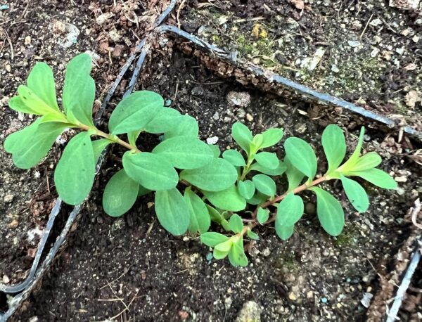 Saint John's Wort (Hypericum perforatum) seeds, organic [CA, CO, MT, SD, WA no] - Image 6