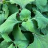 Saint Paul's Wort, Xi-xian-cao (Sigesbeckia pubescens), packet of 30 seeds, organic - Image 2