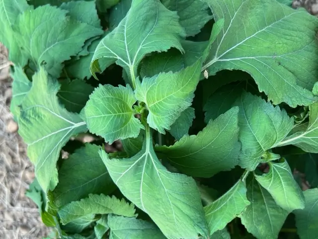 Saint Paul's Wort, Xi-xian-cao (Sigesbeckia pubescens), packet of 30 seeds, organic - Image 2